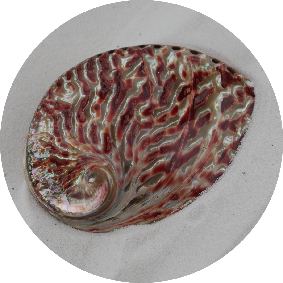 8779 - Polished Abalone - Red - 11cm